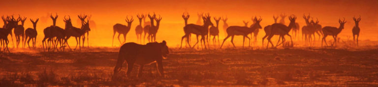 A lion among a herd of deer