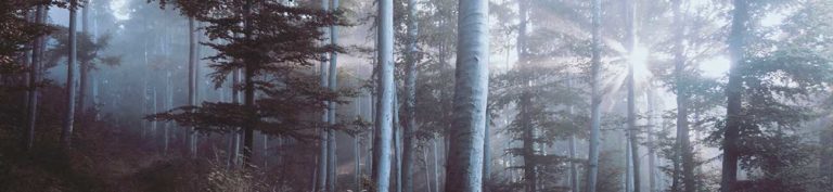 Forest with lots of trees